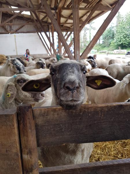 Schafhaltung Bauernhof Scheja  (Exkursion Klasse 6b)